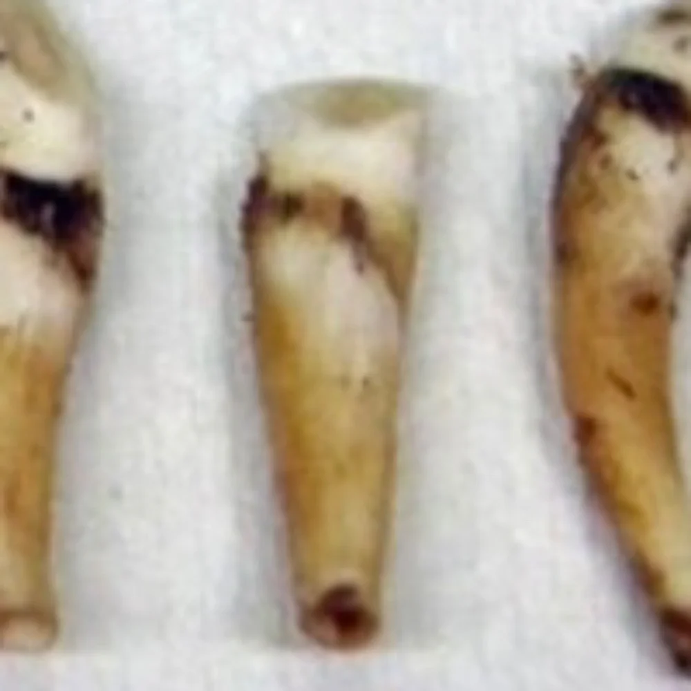 Antique Baby Beluga Whale Scrimshaw Tooth Ring WMS SZ 7 - Picture 16 of 16